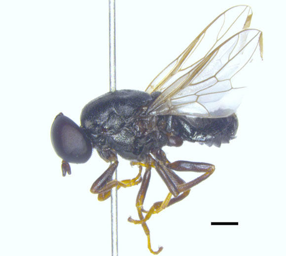 , Window Fly Discovered, #Bizwhiznetwork.com Innovation &Lambda;Ｉ