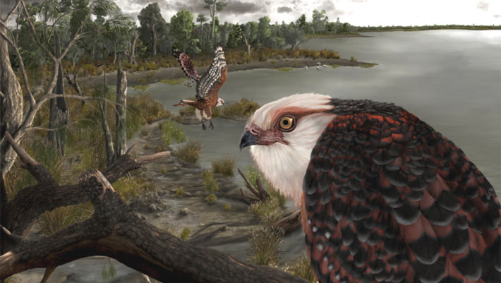 , Bird Fossil in Australia, #Bizwhiznetwork.com Innovation &Lambda;Ｉ