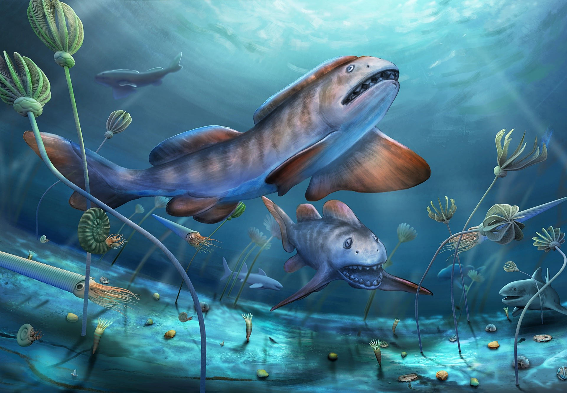 , Permian Period Shark, #Bizwhiznetwork.com Innovation ΛI