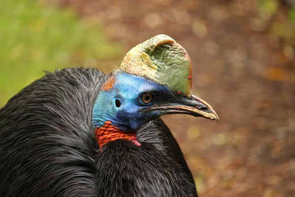 , Prehistoric New Guineans, #Bizwhiznetwork.com Innovation &Lambda;Ｉ