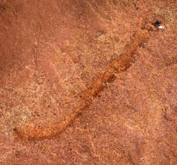 , Rare Cambrian Worm, #Bizwhiznetwork.com Innovation &Lambda;Ｉ