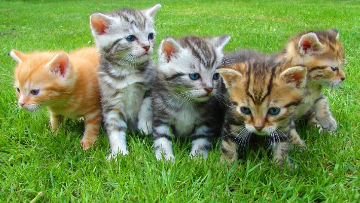 Cats, Personality Traits in Cats, #Bizwhiznetwork.com Innovation ΛI