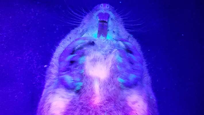 , Biofluorescence, #Bizwhiznetwork.com Innovation &Lambda;Ｉ