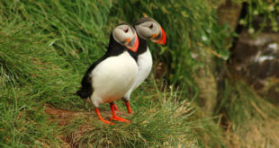, The Atlantic Puffin, #Bizwhiznetwork.com Innovation &Lambda;Ｉ