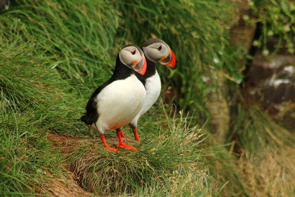 , The Atlantic Puffin, #Bizwhiznetwork.com Innovation &Lambda;Ｉ