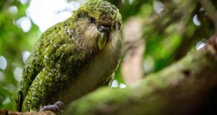 Parrot, The Kakapo Parrot, #Bizwhiznetwork.com Innovation &Lambda;Ｉ