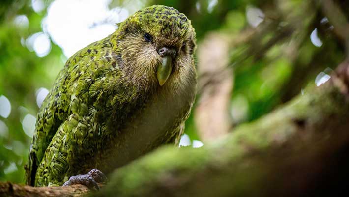Parrot, The Kakapo Parrot, #Bizwhiznetwork.com Innovation &Lambda;Ｉ