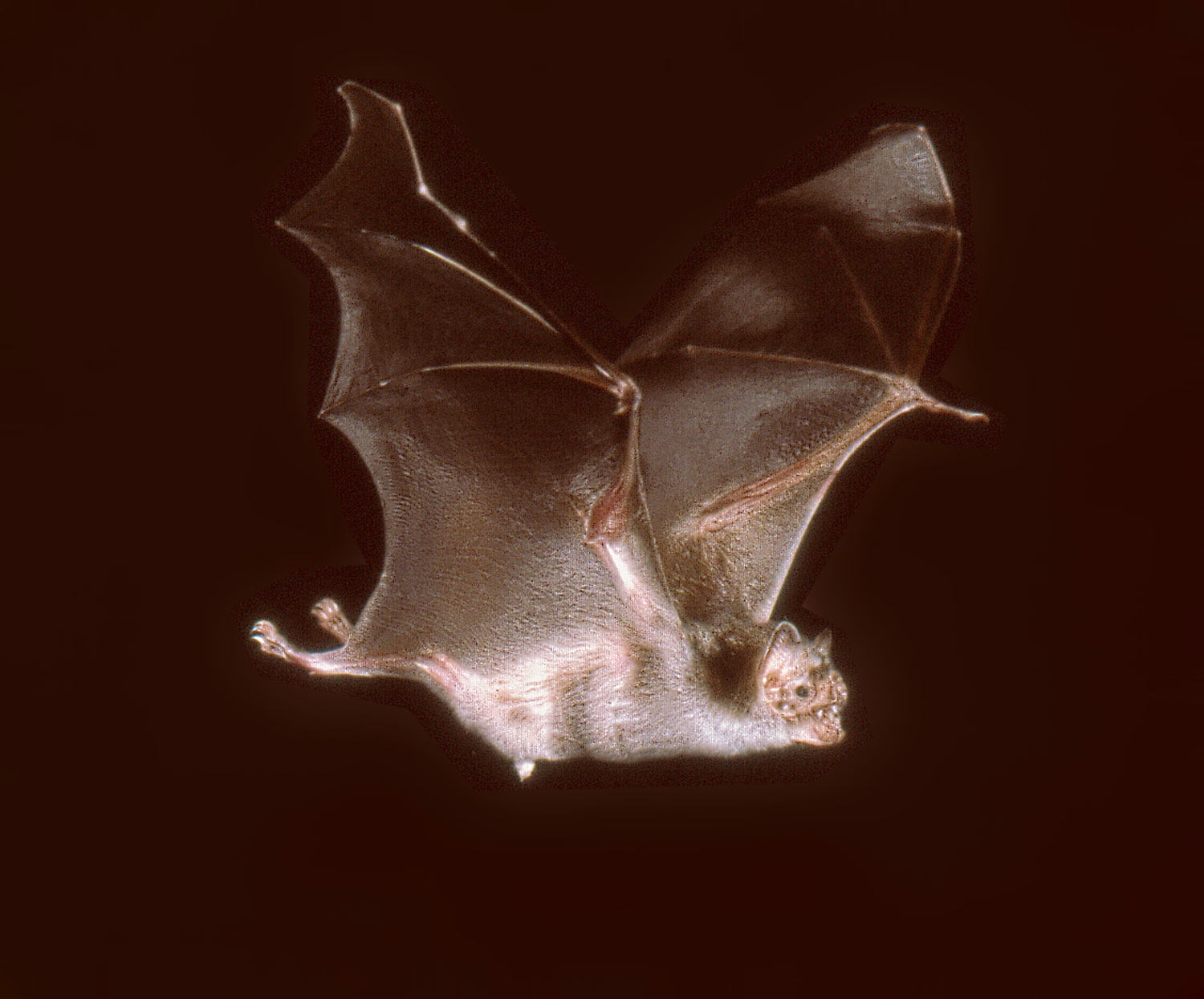 , Vampire Bats, #Bizwhiznetwork.com Innovation ΛI