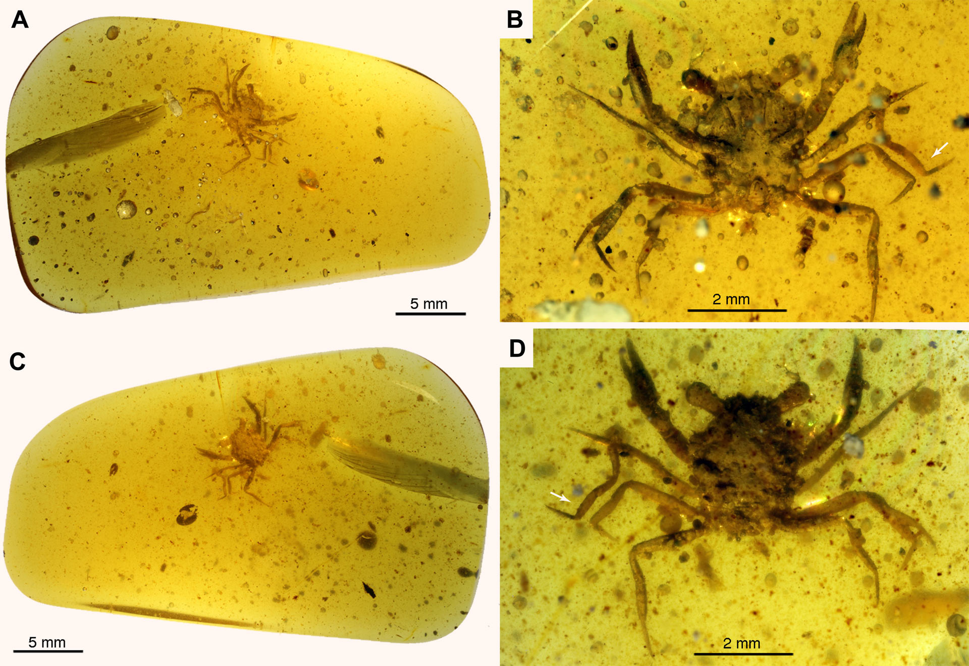 , Crab In Burmese Amber, #Bizwhiznetwork.com Innovation ΛI