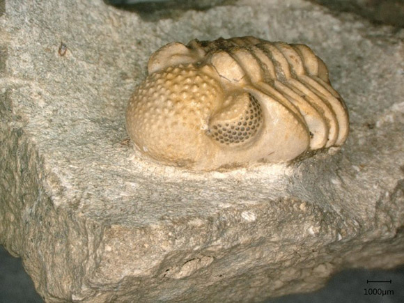 , Phacopid Trilobites, #Bizwhiznetwork.com Innovation &Lambda;Ｉ
