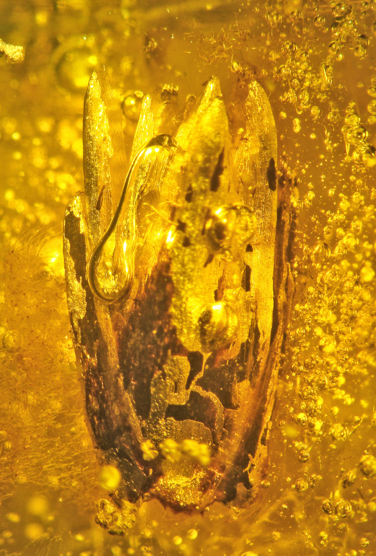 , Preserved  Baltic Amber, #Bizwhiznetwork.com Innovation &Lambda;Ｉ