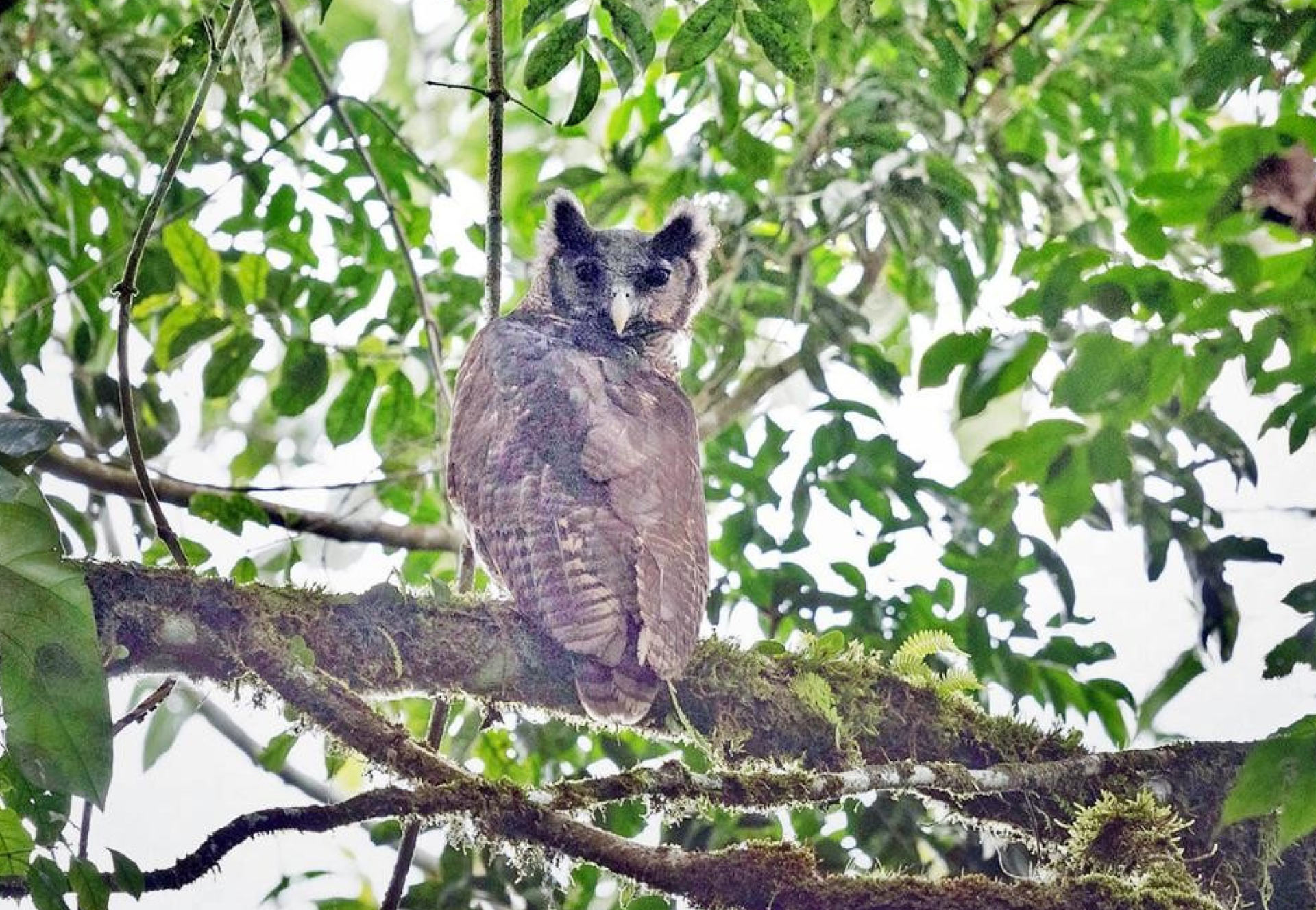 , Rare Shelley&rsquo;s Eagle Owl, #Bizwhiznetwork.com Innovation &Lambda;Ｉ