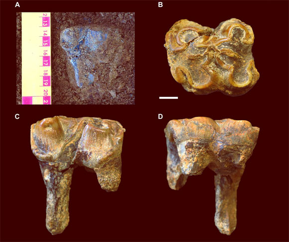, One Million Years Ago, #Bizwhiznetwork.com Innovation &Lambda;Ｉ