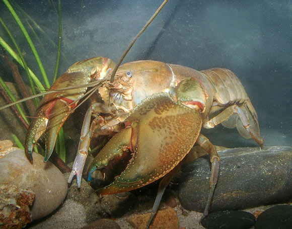 , Freshwater Crayfish, #Bizwhiznetwork.com Innovation &Lambda;Ｉ
