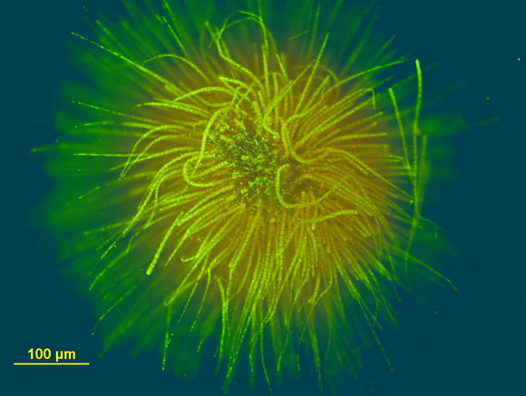 , Oxygenic Photosynthesis, #Bizwhiznetwork.com Innovation &Lambda;Ｉ