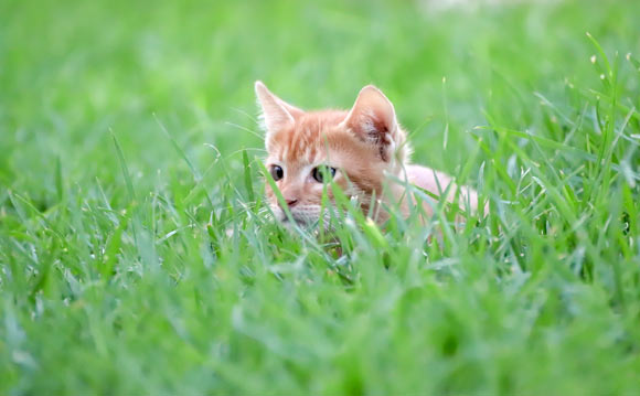 , Cats Hunt Wild Prey, #Bizwhiznetwork.com Innovation &Lambda;Ｉ
