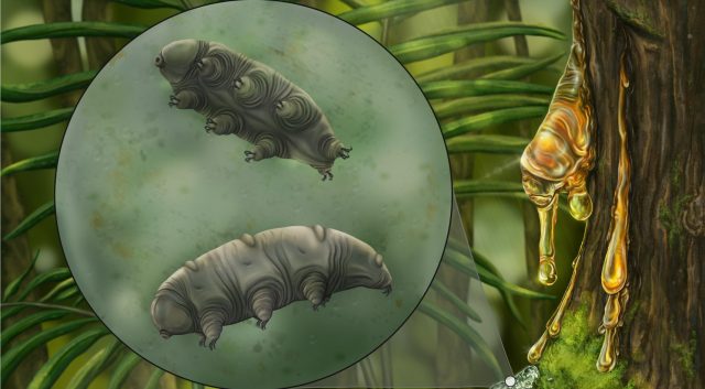 , Tardigrade Fossil Discovered, #Bizwhiznetwork.com Innovation &Lambda;Ｉ