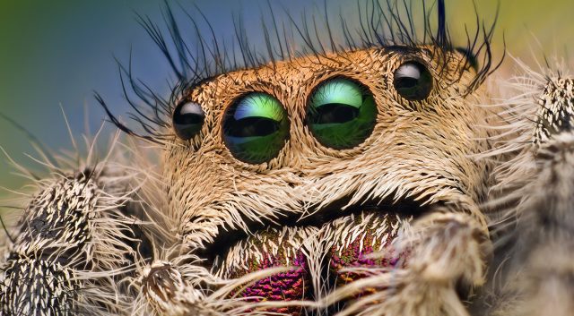 , Spiders Catapult Themselves, #Bizwhiznetwork.com Innovation &Lambda;Ｉ