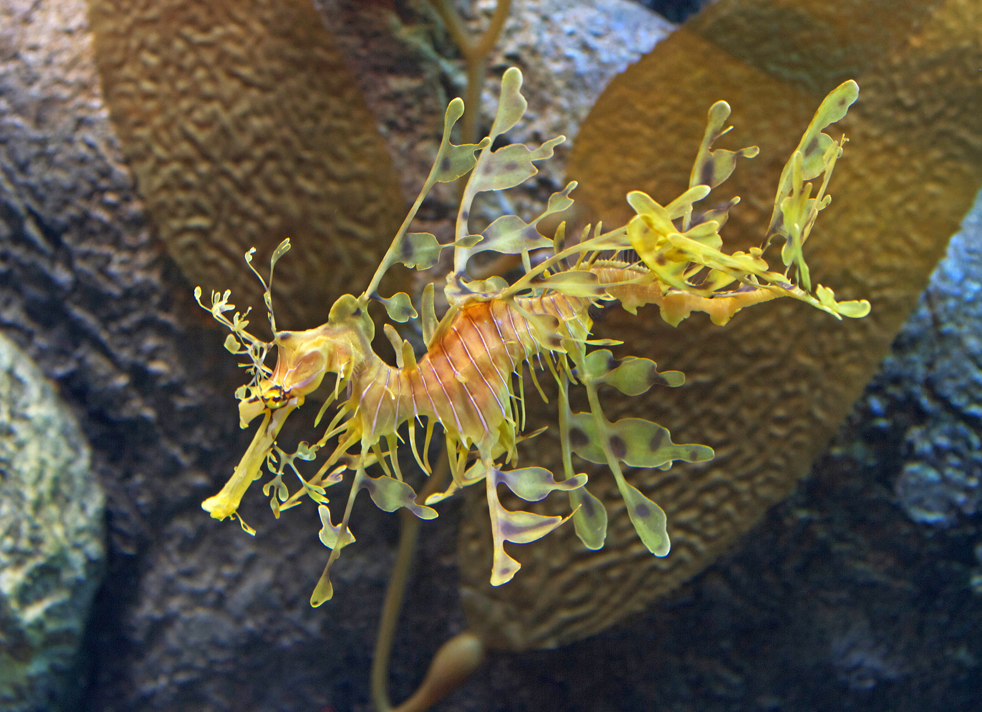 , Scientists Decode Weedy Seadragons, #Bizwhiznetwork.com Innovation &Lambda;Ｉ