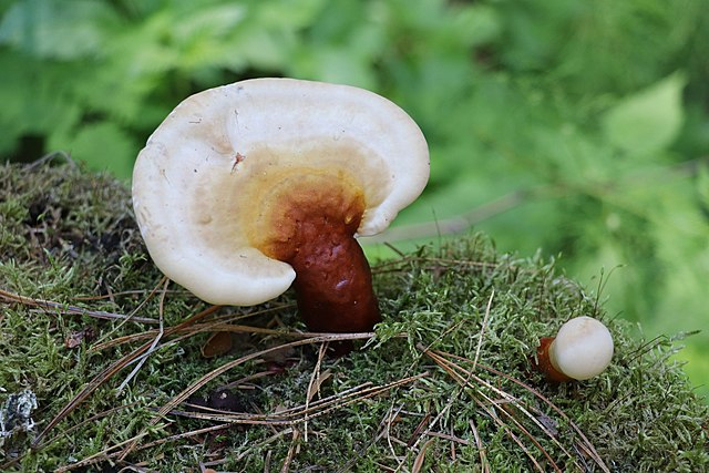 , Mushroom  Printed Circuit Boards, #Bizwhiznetwork.com Innovation &Lambda;Ｉ