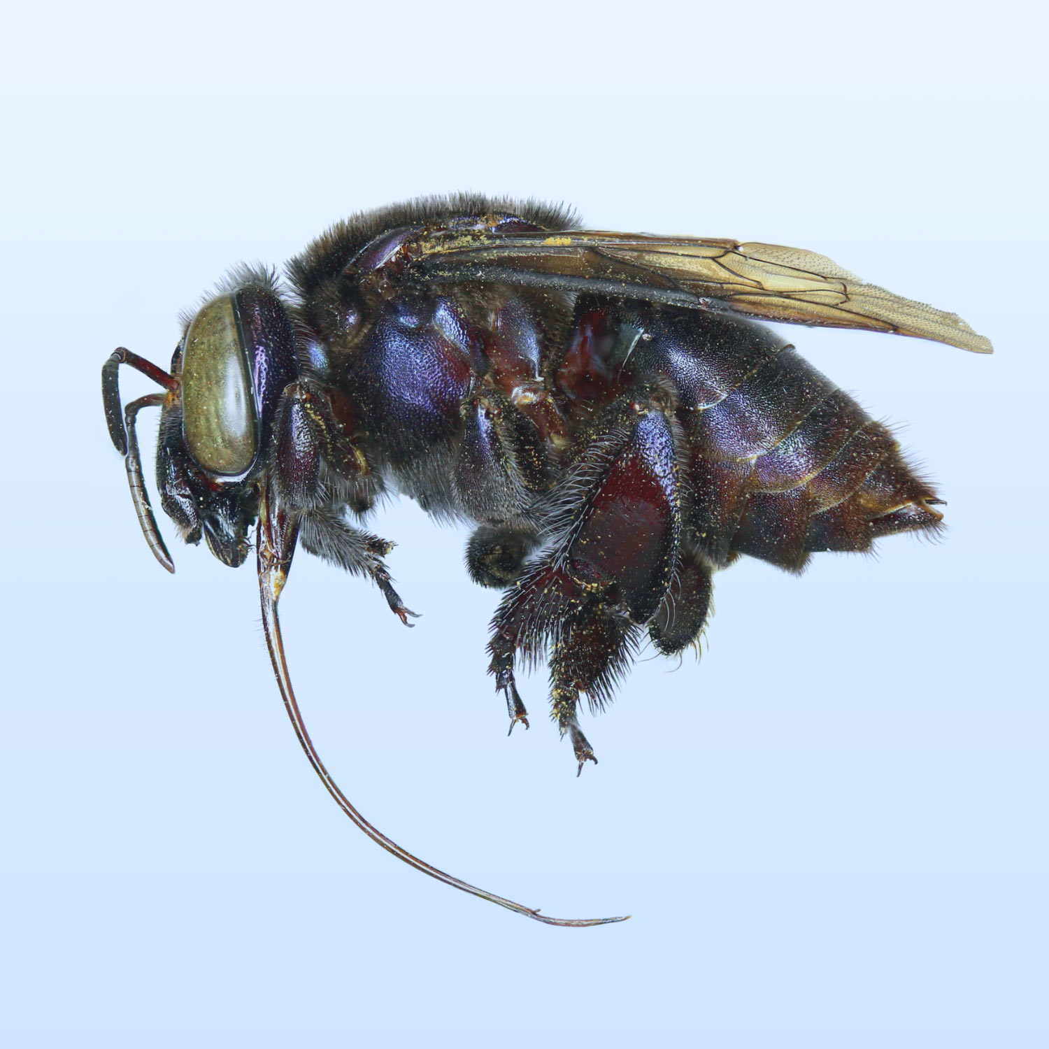 , Orchid Bee Discovered, #Bizwhiznetwork.com Innovation &Lambda;Ｉ
