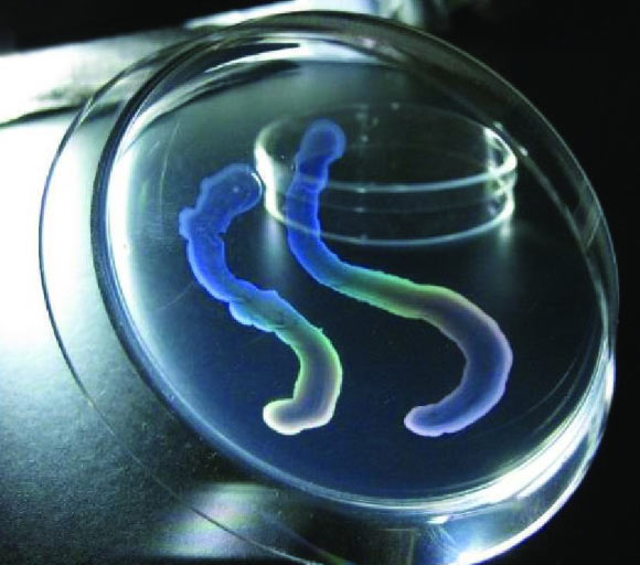 , Newly Discovered Bacterium, #Bizwhiznetwork.com Innovation &Lambda;Ｉ