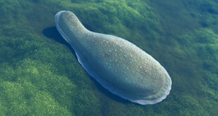 , Ediacaran Animals, #Bizwhiznetwork.com Innovation &Lambda;Ｉ