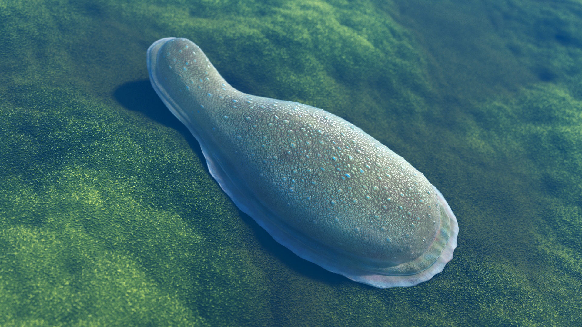 , Ediacaran Animals, #Bizwhiznetwork.com Innovation &Lambda;Ｉ